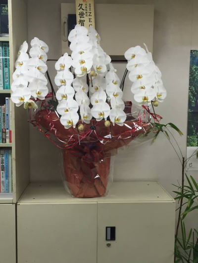 �L�c�s�@�i�@���m