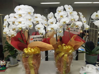 �݂悵�s�@�i�@���m